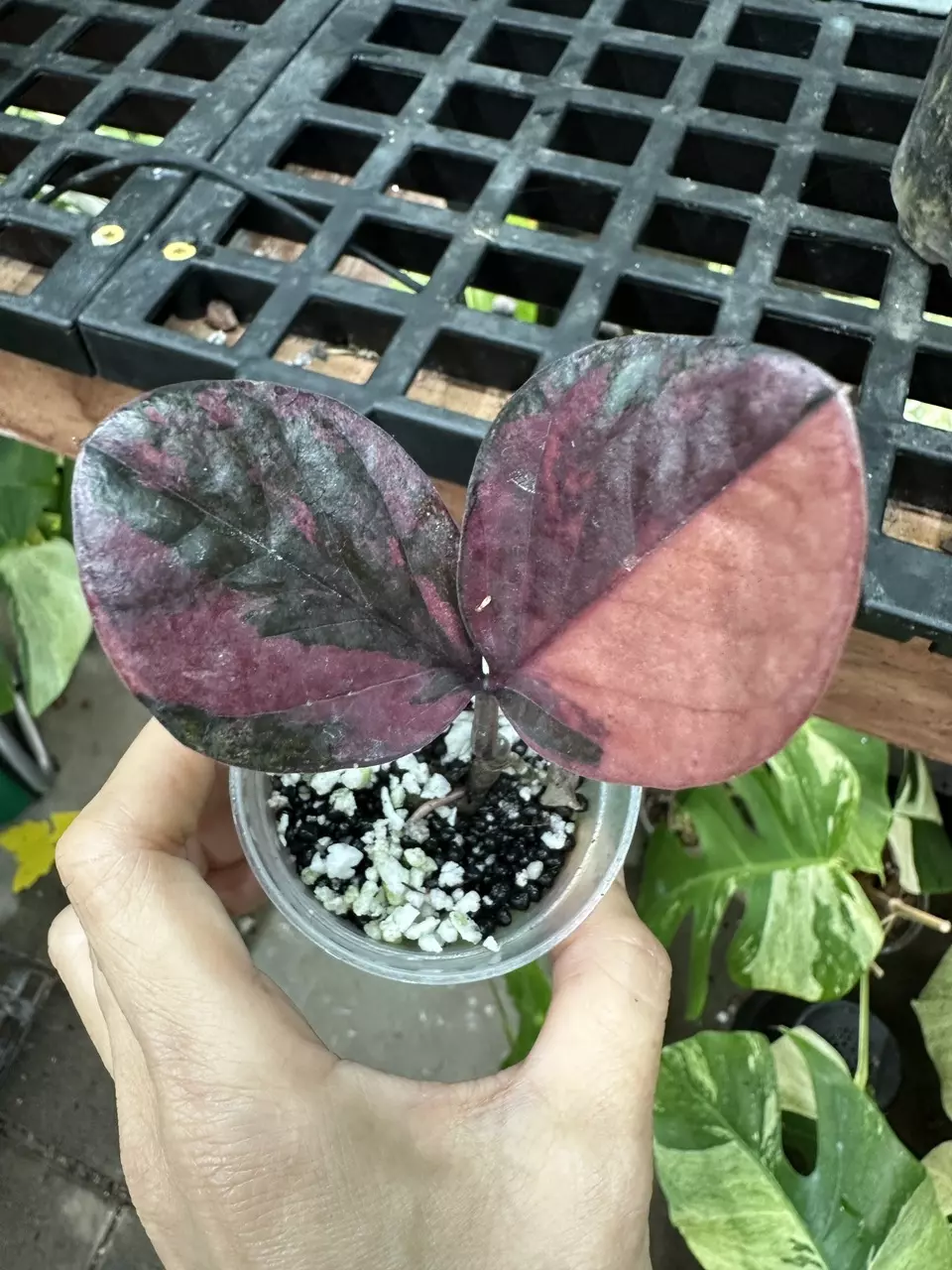 plant/ZZ299 Raven ZZ Pink-0