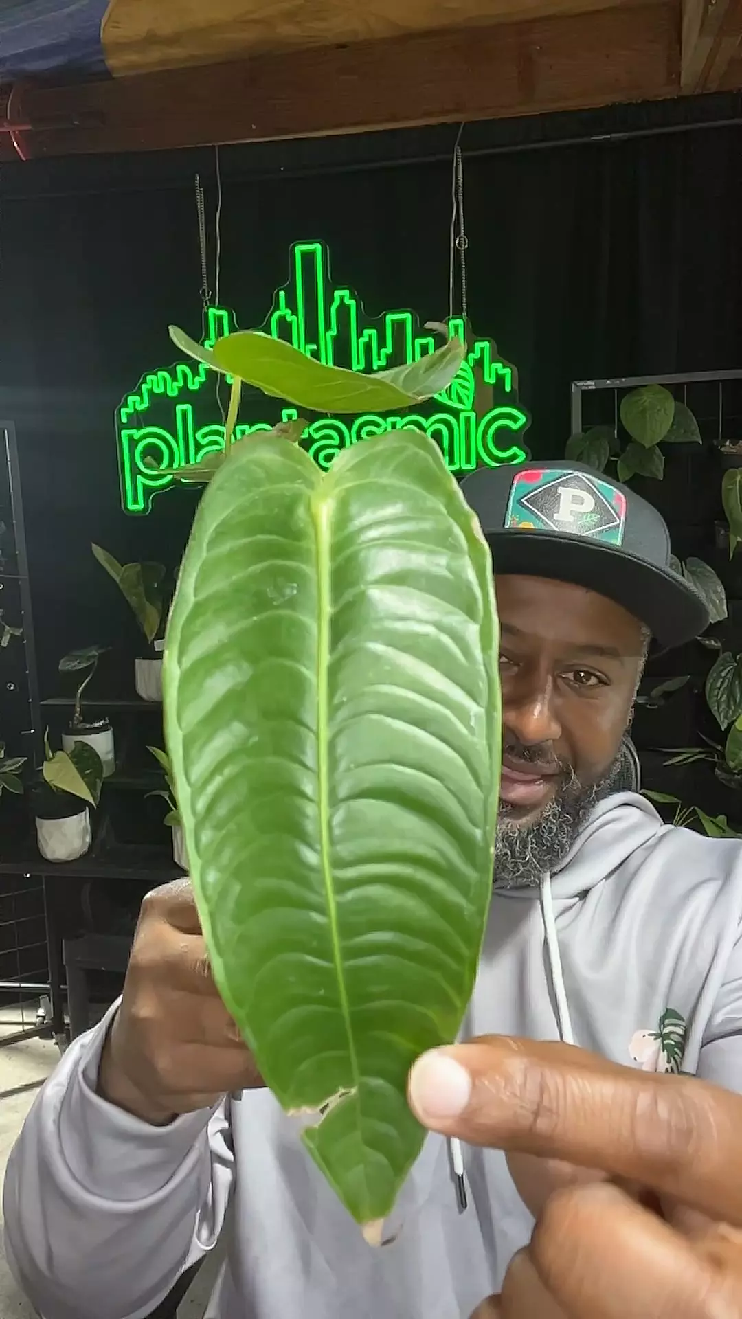 plant/anthurium king vetchii-0