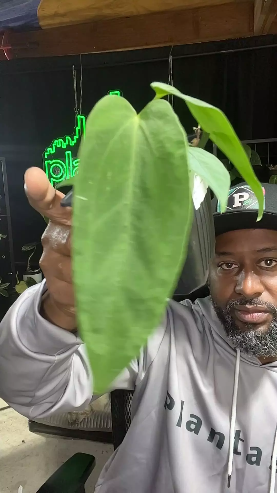 plant/anthurium cirronoi x pap-0