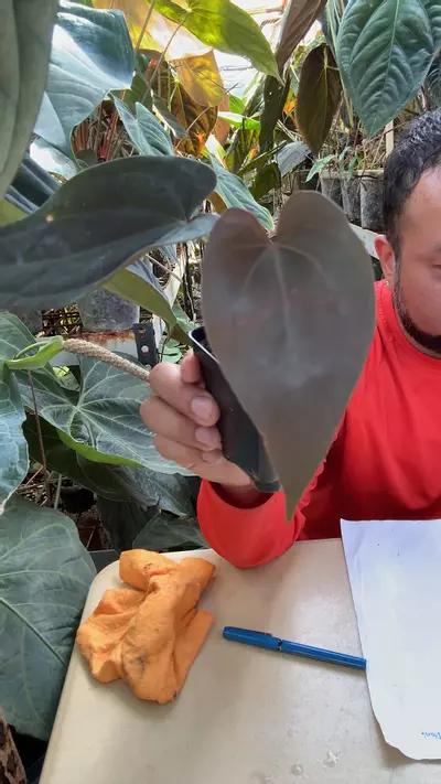 plant/Pap RA5 x Hotchocolate-0-thumbnail