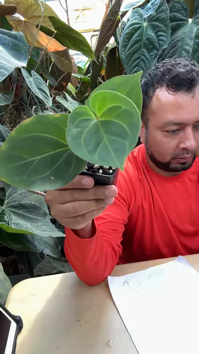 plant/KOS-0-thumbnail