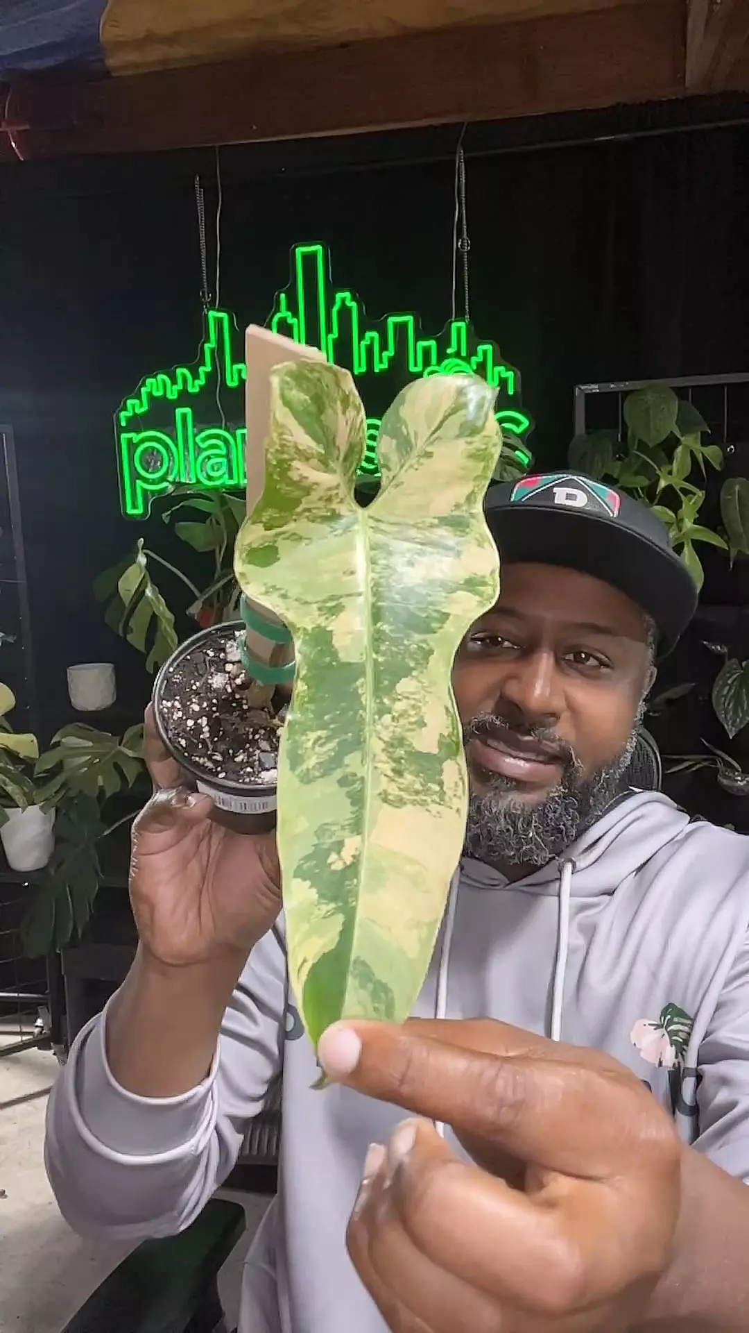 plant/Philodendron brown beauty rooted cut-0