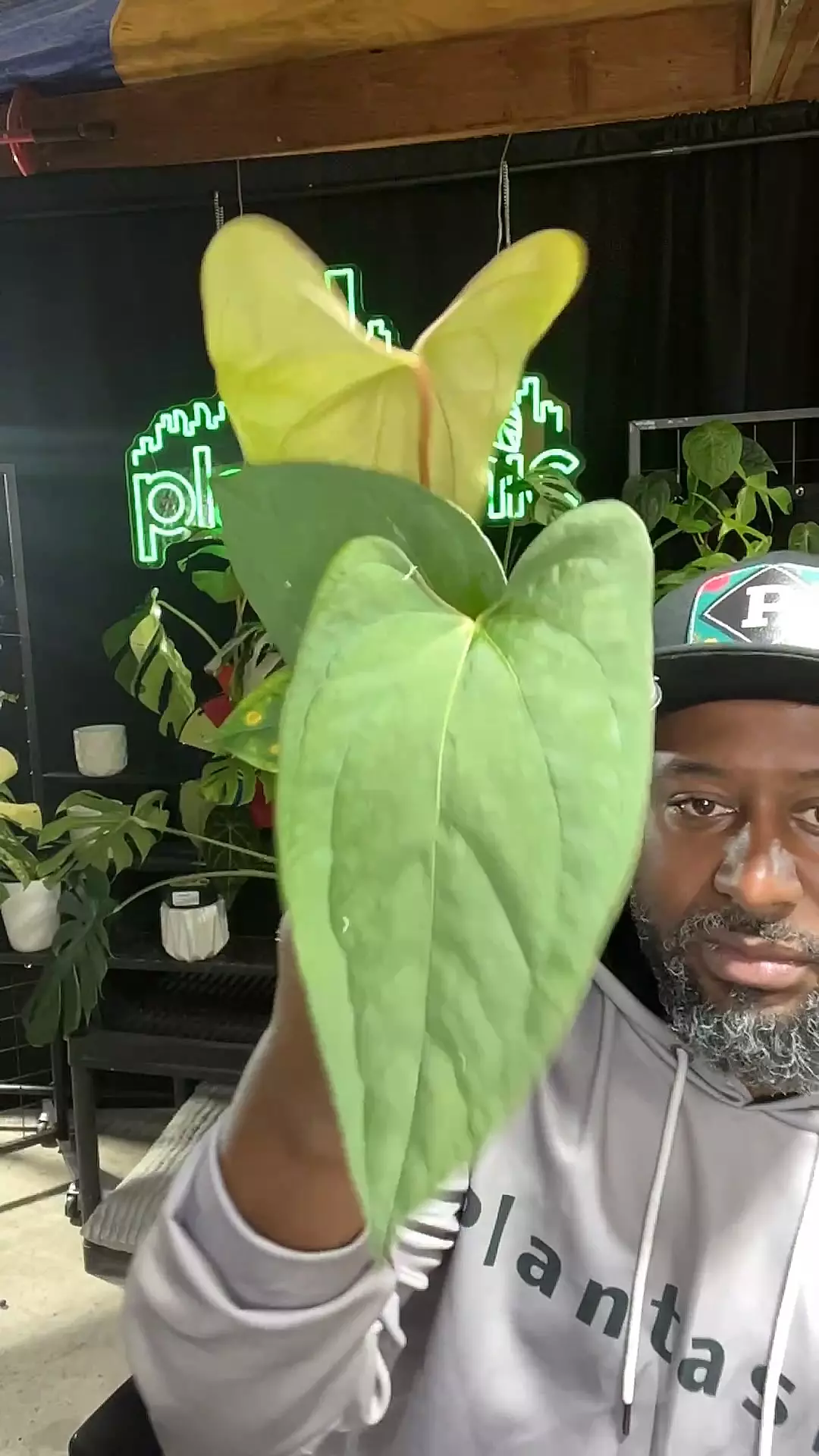 plant/papillalaminum x lappoanum 1569-0