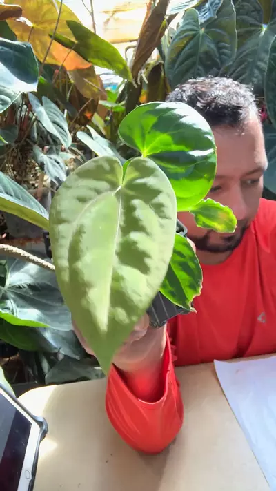 plant/BVEP F2/fs x besseae aff jm5-0-thumbnail