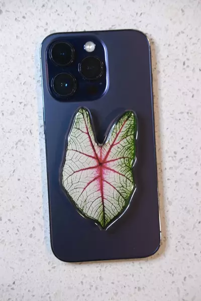 plant/Phone grip stand - Caladium white queen-0-thumbnail