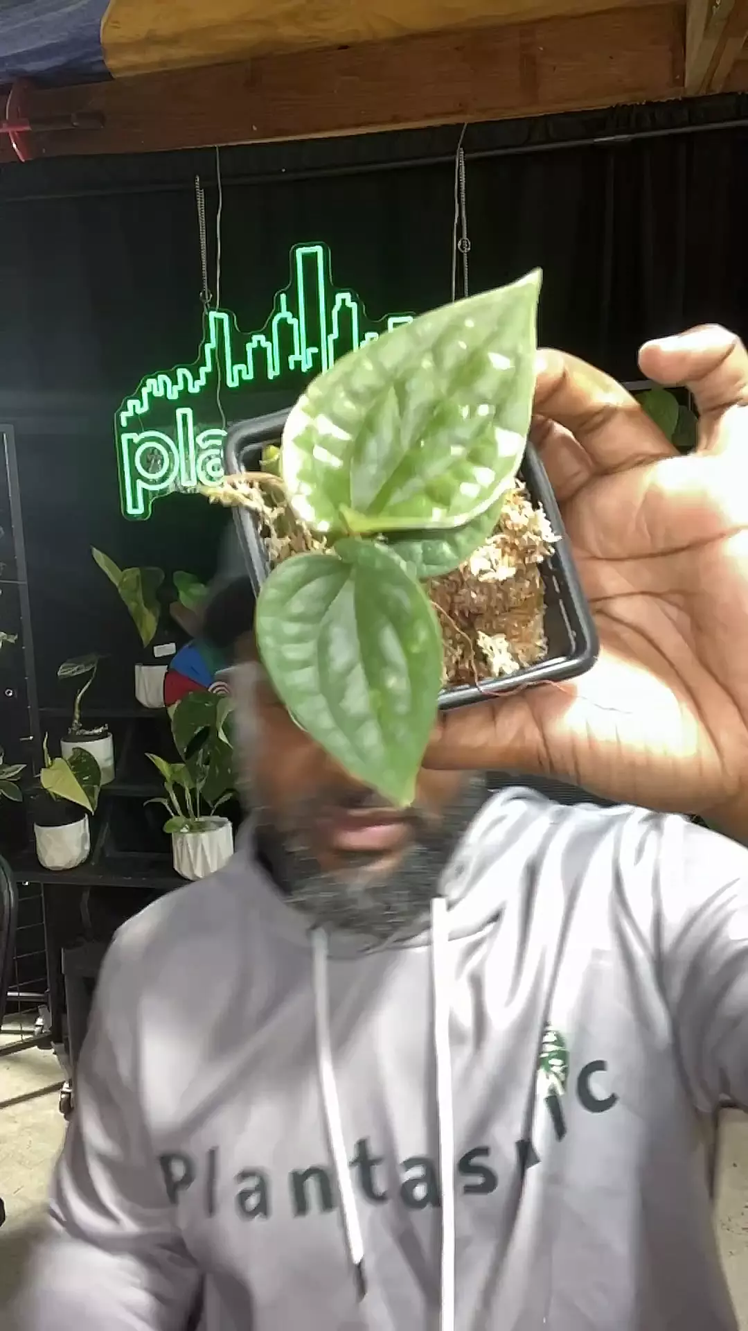 plant/1582 luxurians platinum-0