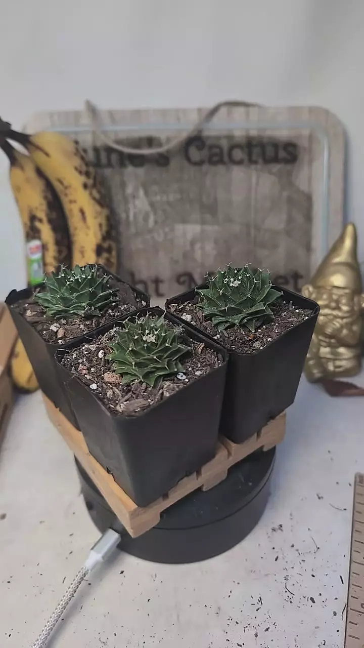 plant/D485 Obregonia artichoke cactus 2.25" pots gc-0