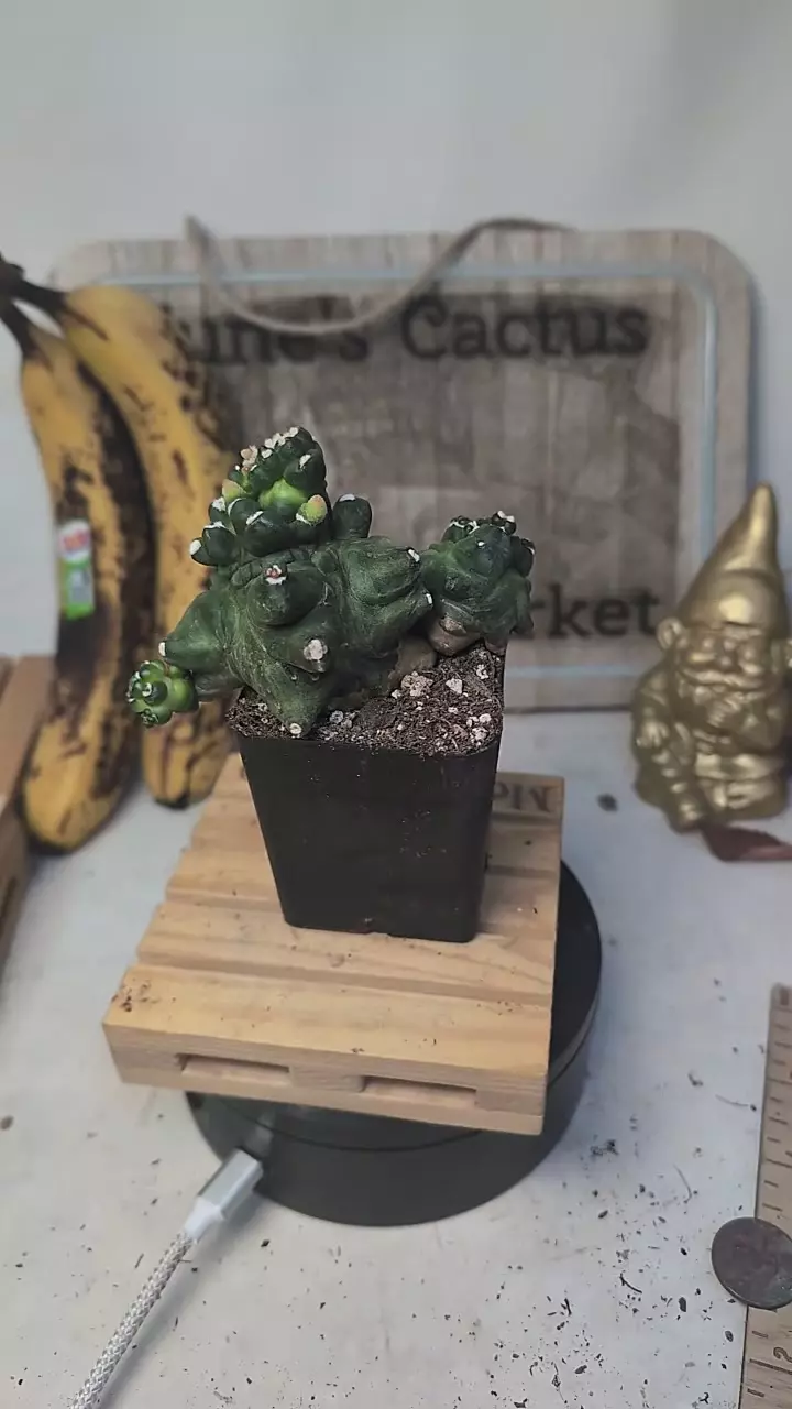 plant/D477 Gymno transformer 2.25" pot-0