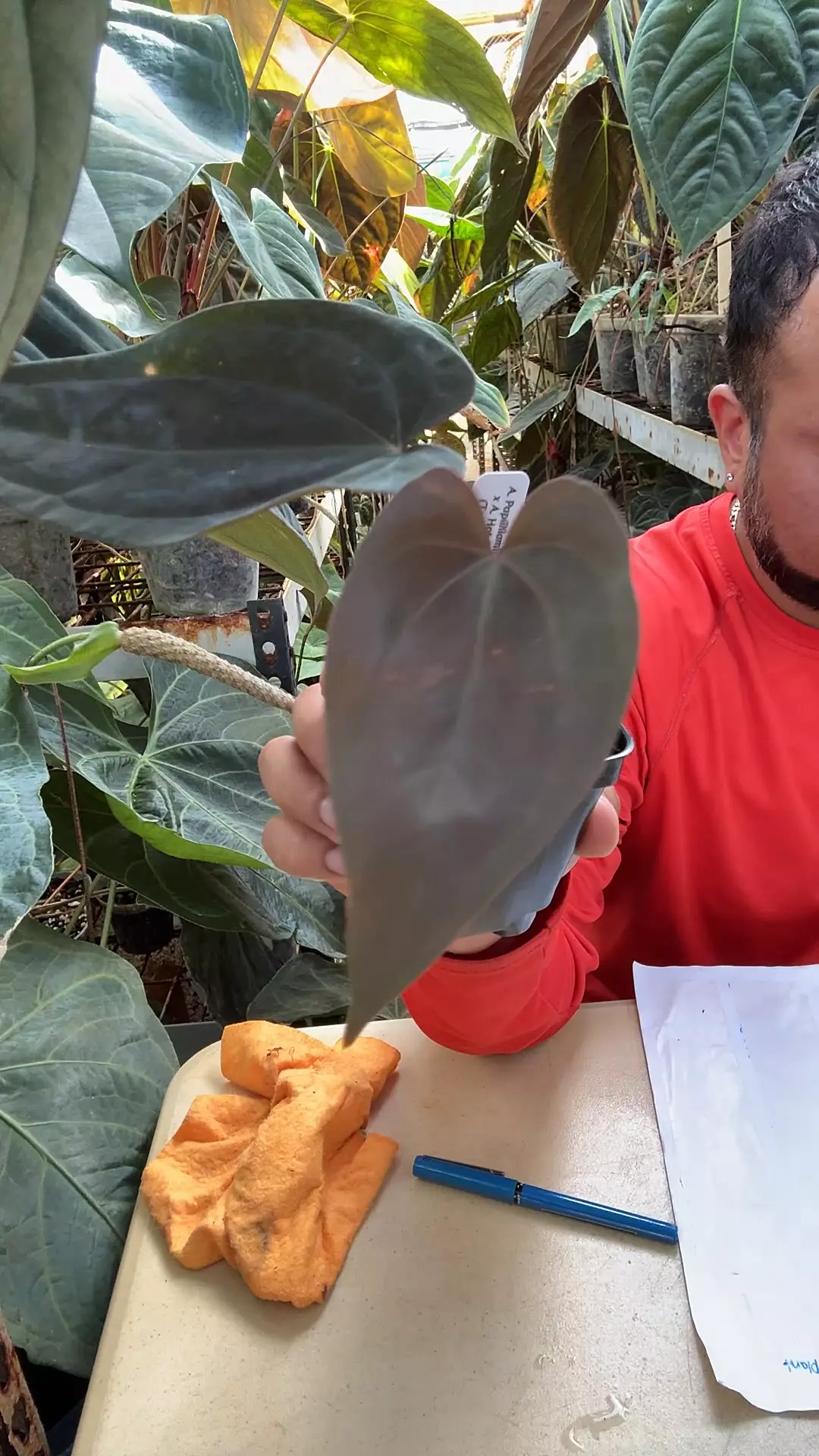 plant/Pap RA5 x Hot chocolate-0