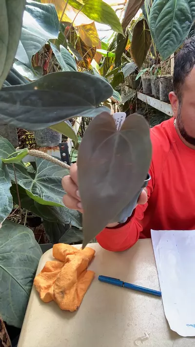 plant/Pap RA5 x Hot chocolate-0-thumbnail