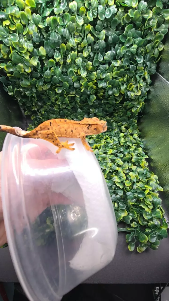 plant/010 dalmatian prob super-0