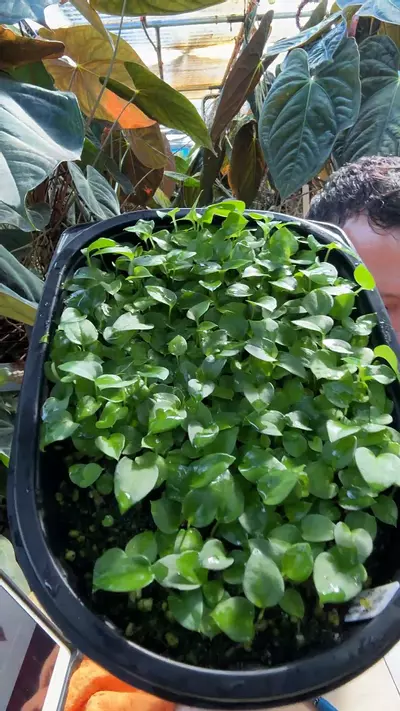 plant/Aos novelty G x A RLxFS 2in1-0-thumbnail