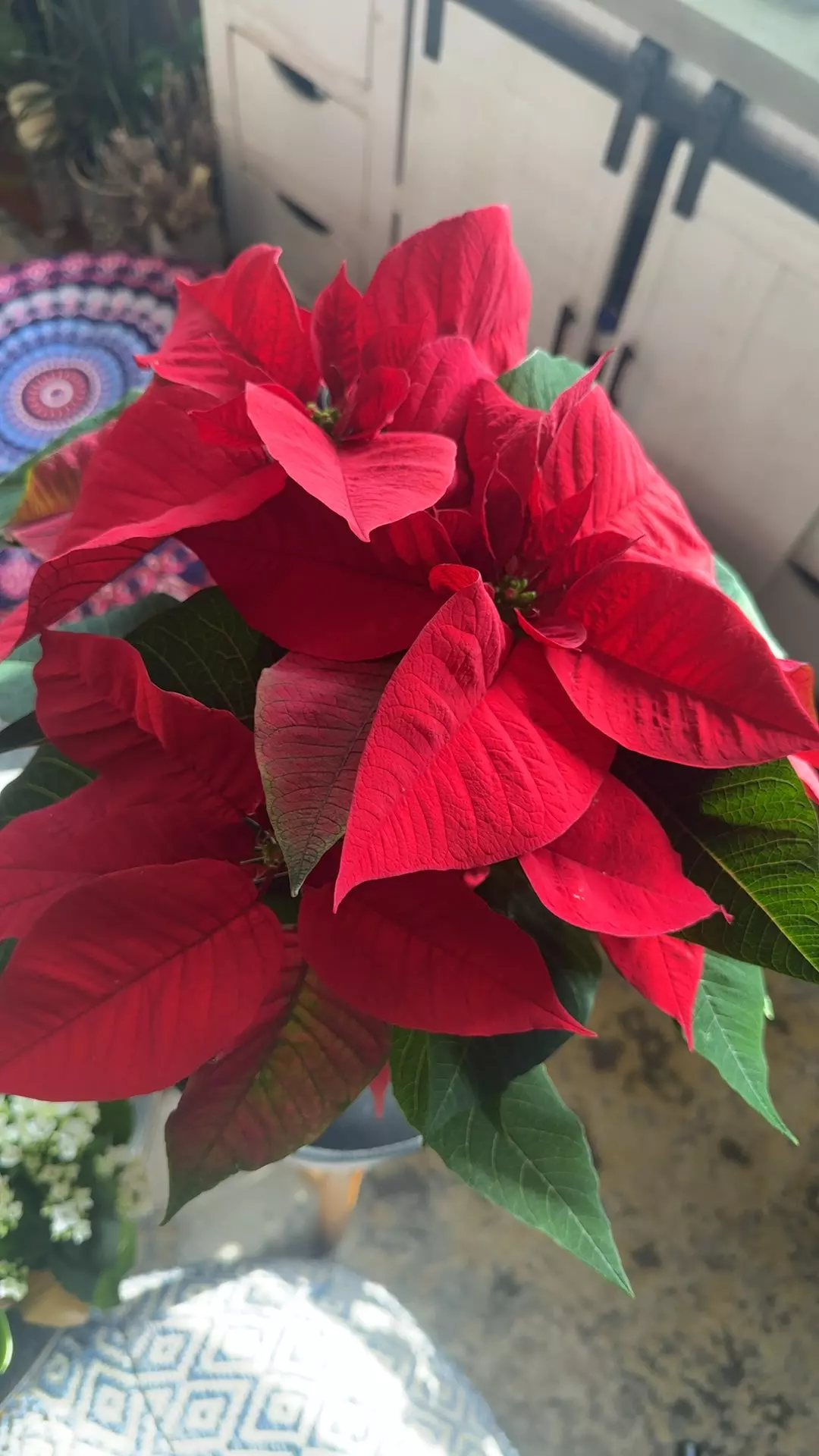 plant/Poinsettia Red-0