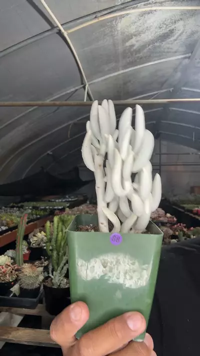 plant/cocoon-0-thumbnail