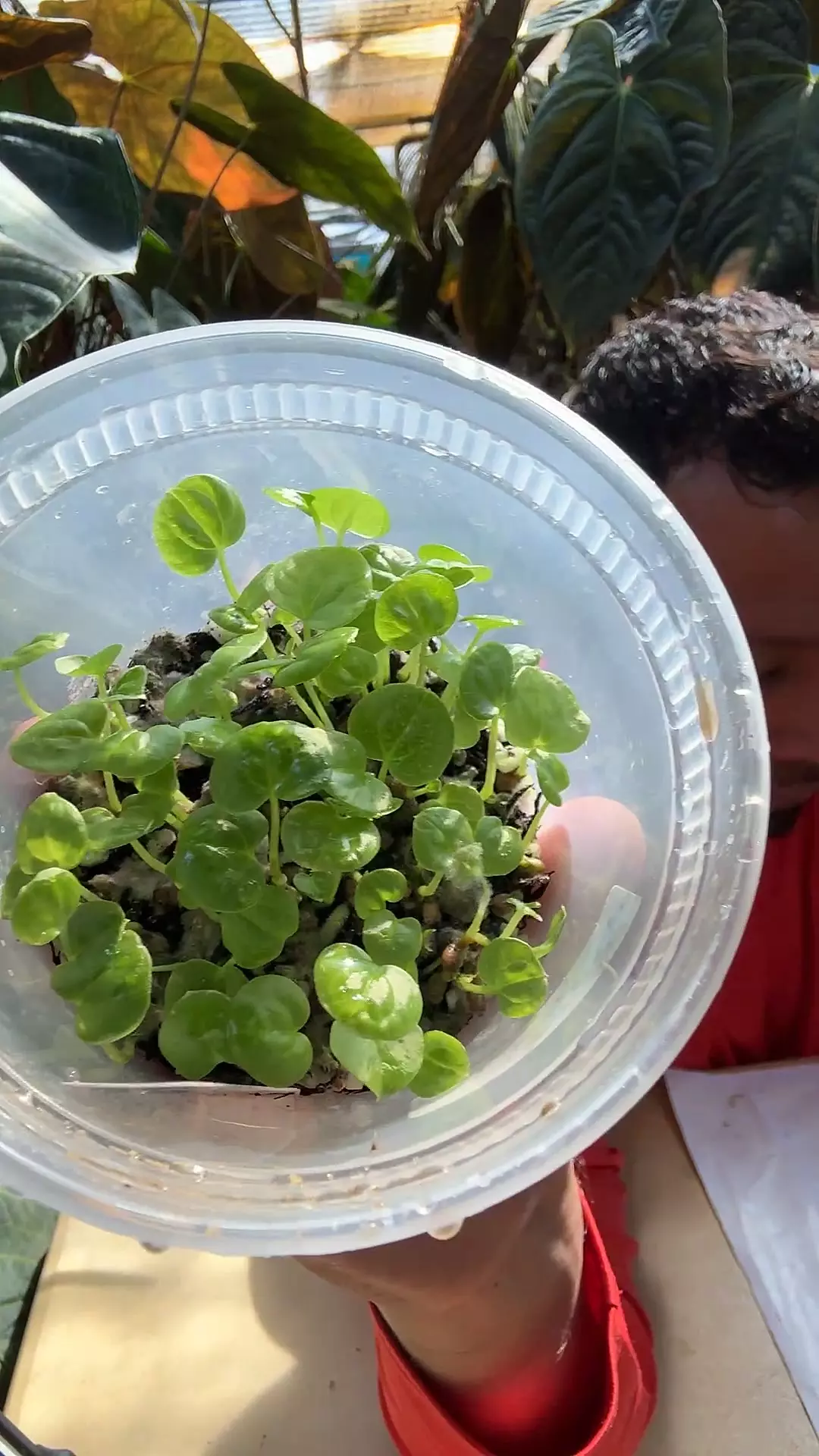 plant/Pap jm13 x pap/trilobe-0