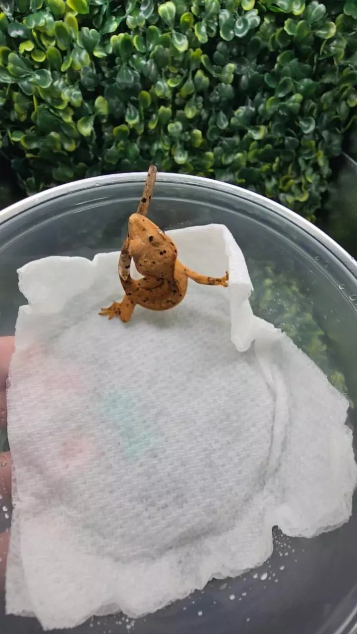 plant/012 super dalmatian ink blot pos oil spots-0