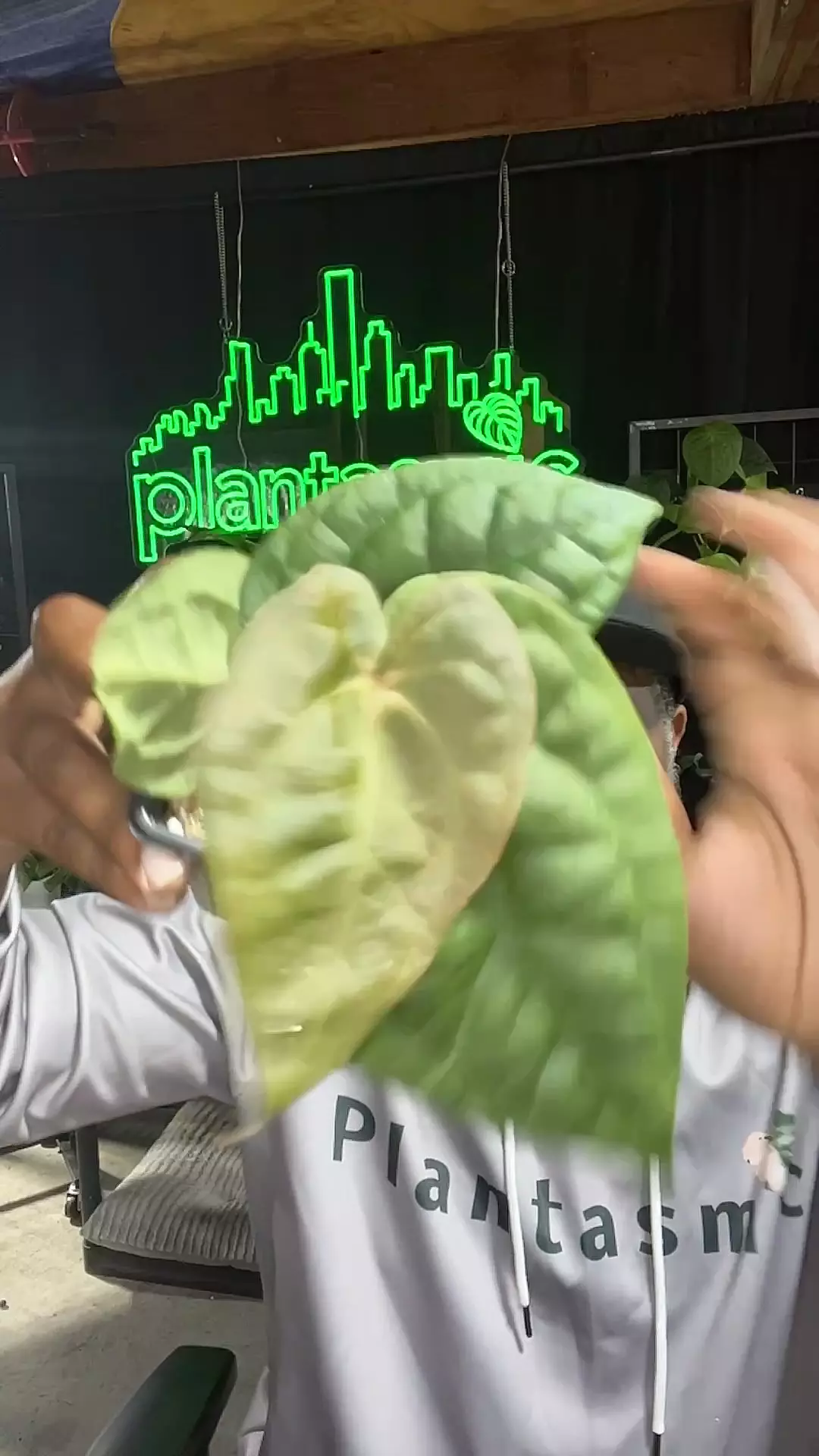 plant/crystallinum x luxurians 1565-0