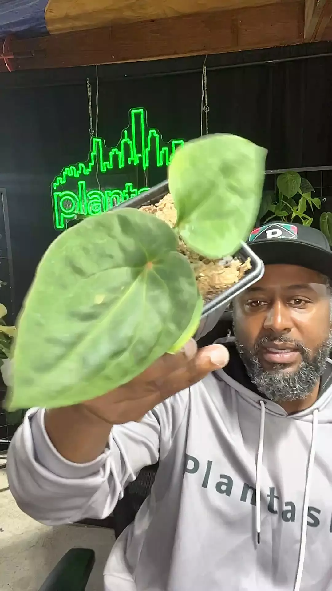 plant/1567 bess x dressleri-0