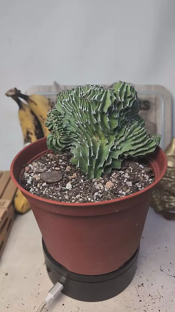 plant/D778 euphorbia kibwezensis crest, 6" pot, light roots-0