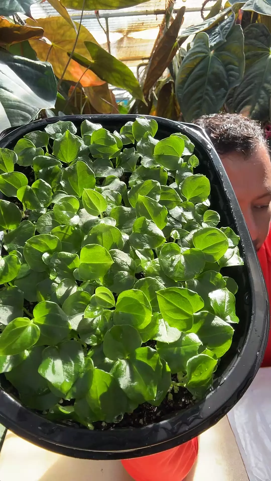 plant/BVEP F2/FS x A. Debilis 2in1-0