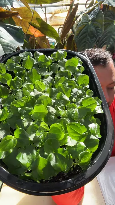 plant/BVEP F2/FS x A. Debilis 2in1-0-thumbnail