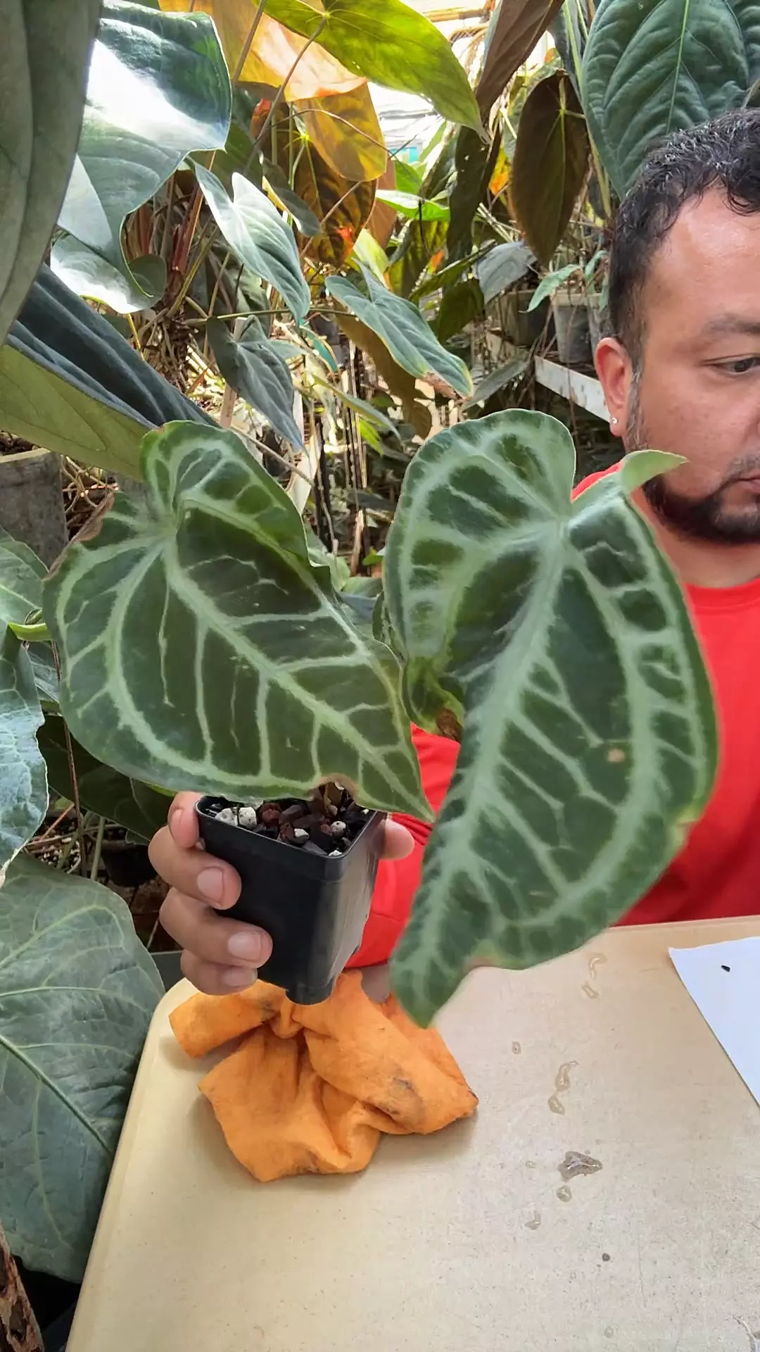 plant/Dorayaki x black widow Michelle-0