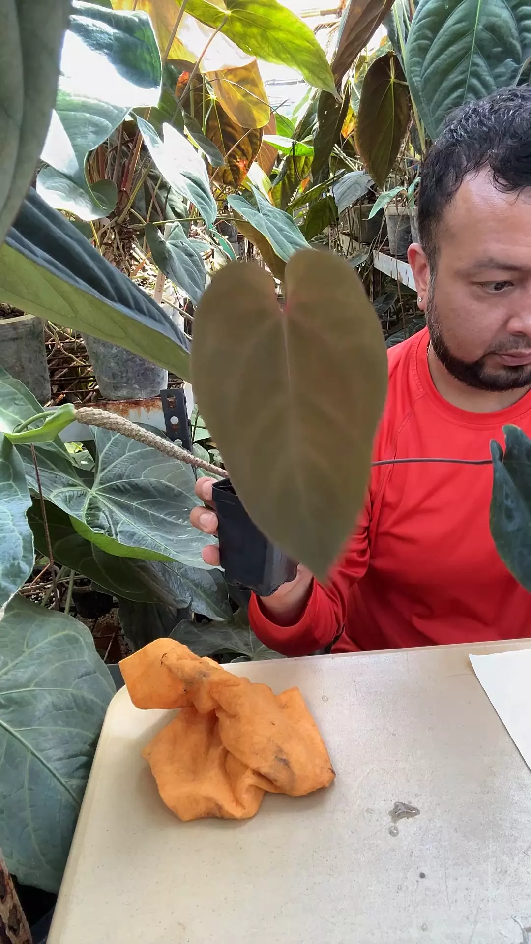 plant/Hot chocolate Tezula-0