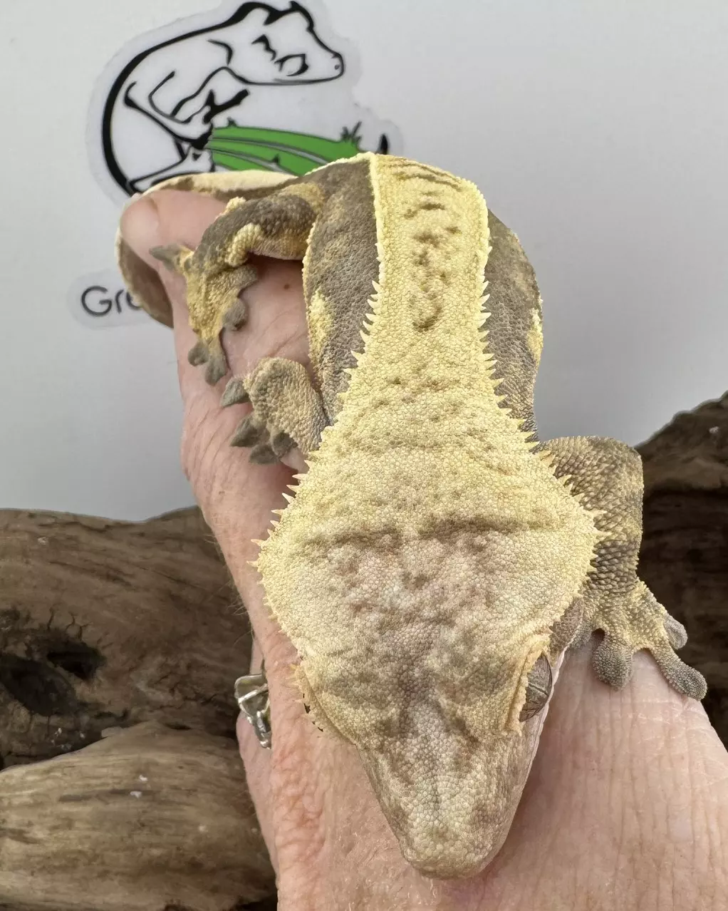 plant/GN-F1-3B 32g Female Soft Scale lavender pinstripe-0