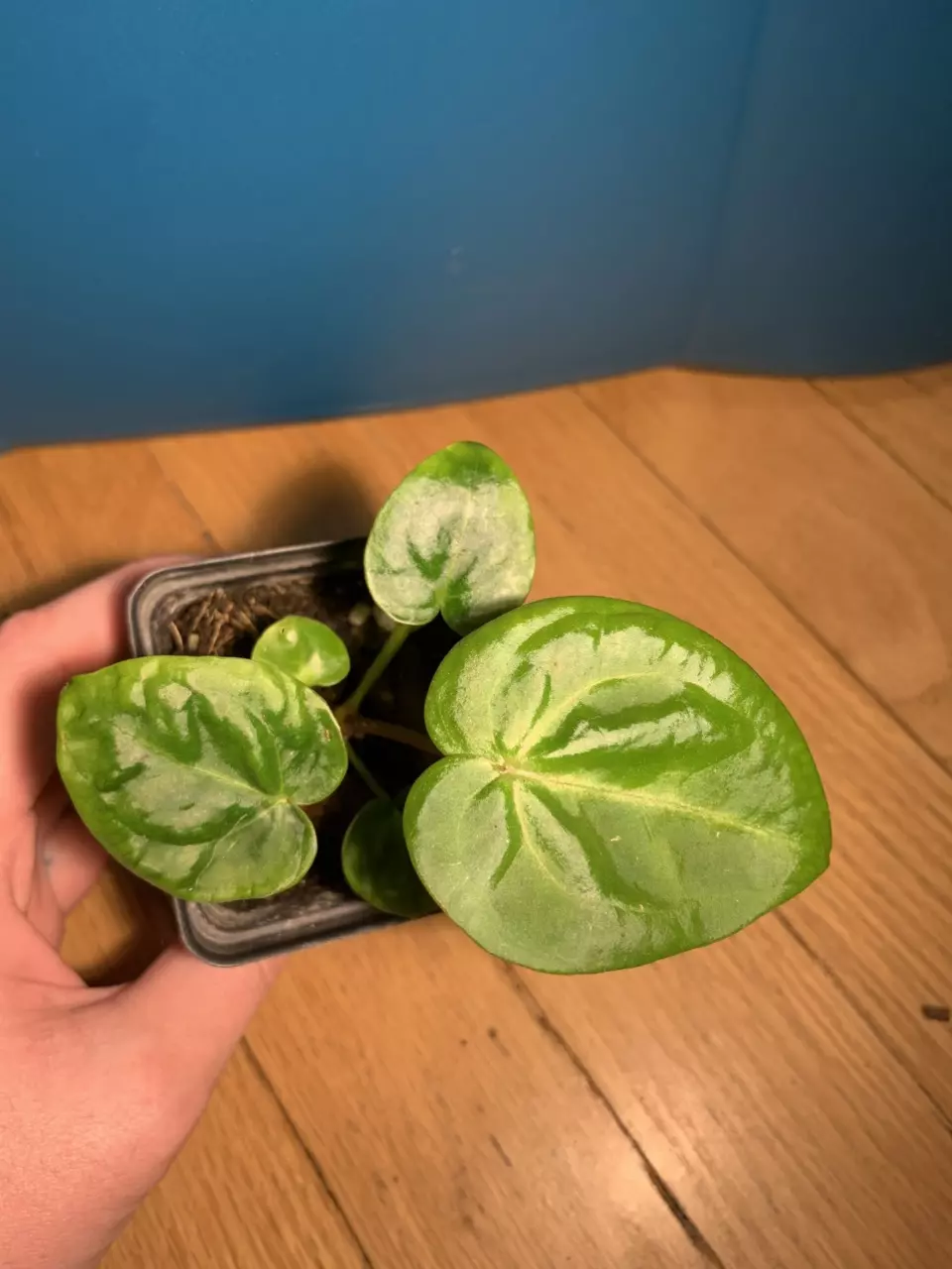 plant/Magnificum (self) #2-1