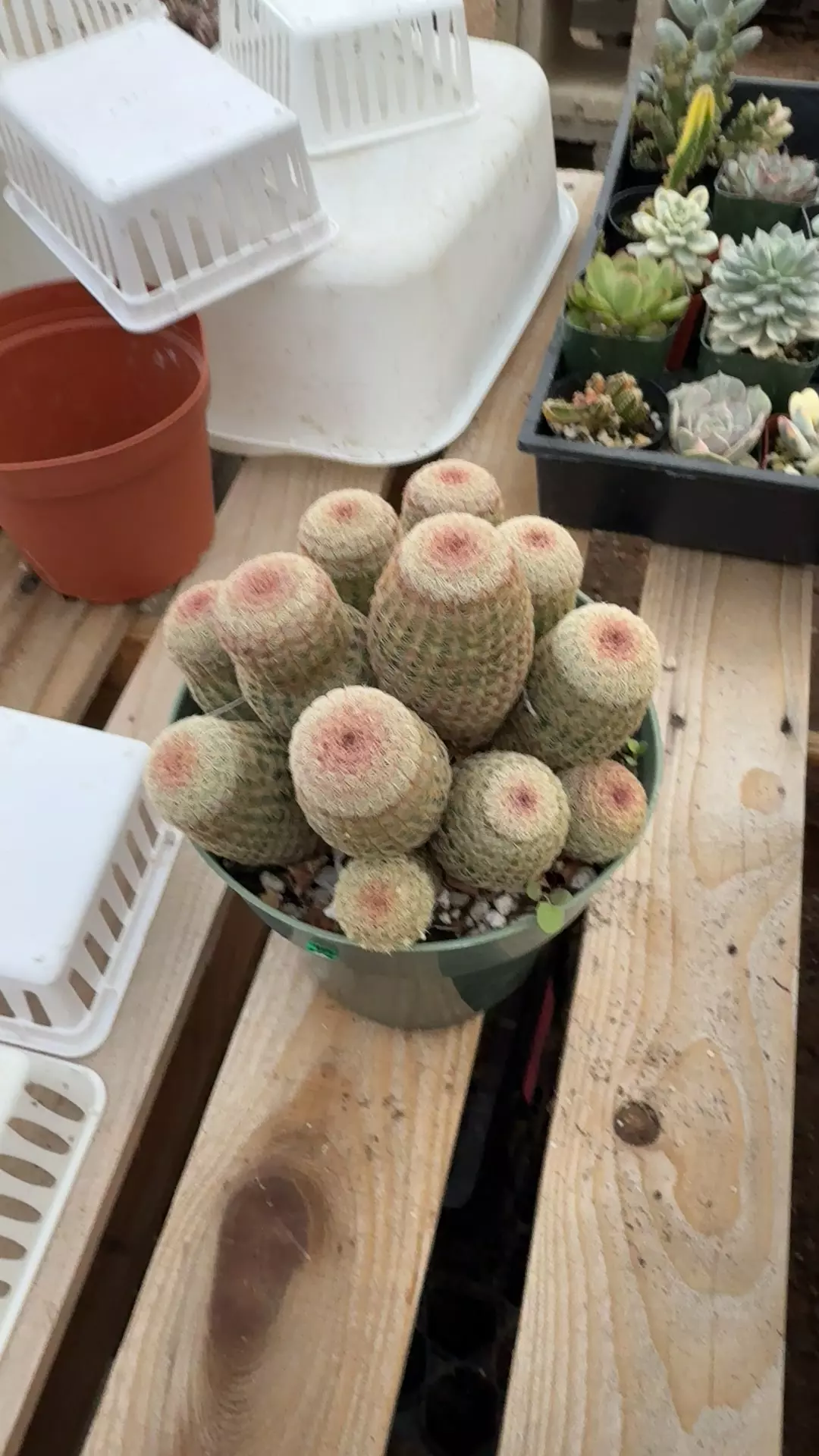 plant/rainbow cactus cluster-0