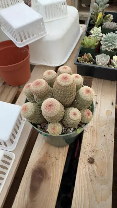 plant/rainbow cactus cluster-0-thumbnail