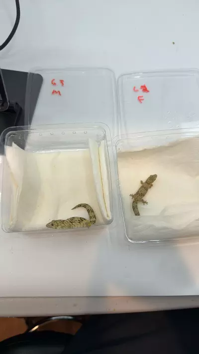 plant/Eury Viellardi pair-0-thumbnail