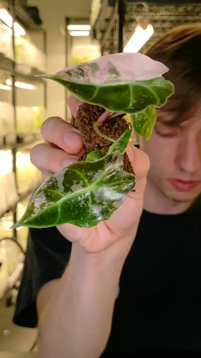 plant/alocasia Amazonica Polly pink plug growers choice-0-thumbnail