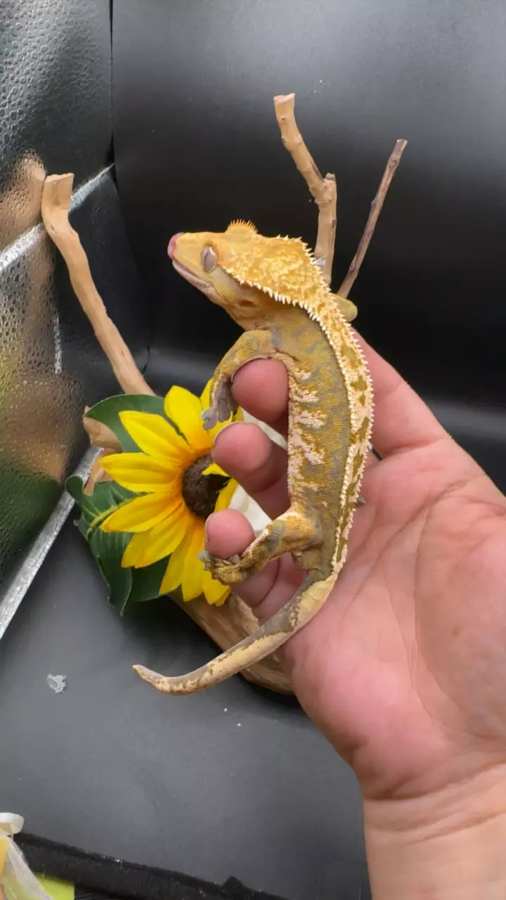 plant/Tiger white wall male 11/3/24-0