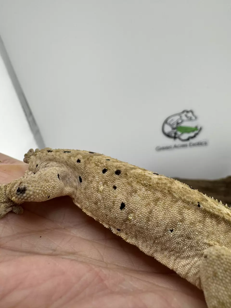 plant/Muse 25g Yellow Dalmatian from Miami Art Gecko-2