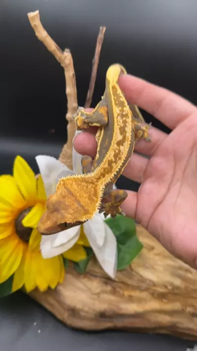 plant/Hey eb quad stripe female 29g-0-thumbnail