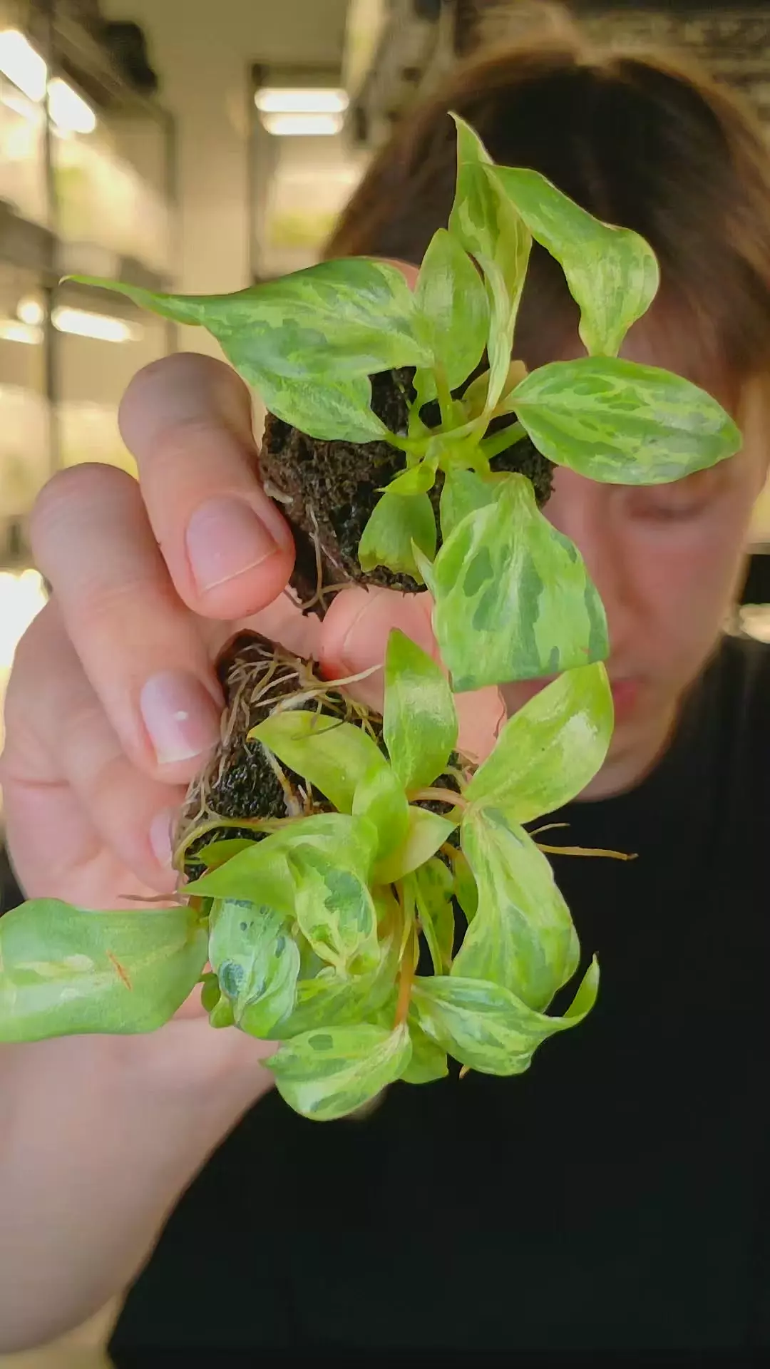 plant/philodendron gloriosum snow leopard variegated plug growers choice-0