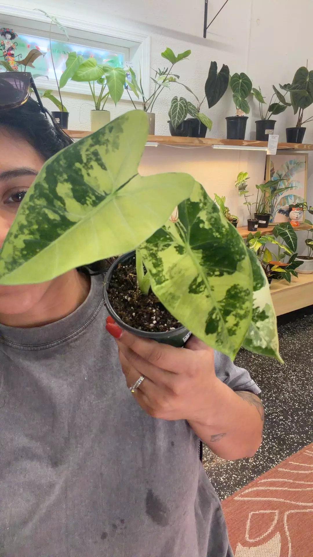 plant/Alocasia frydek var-0