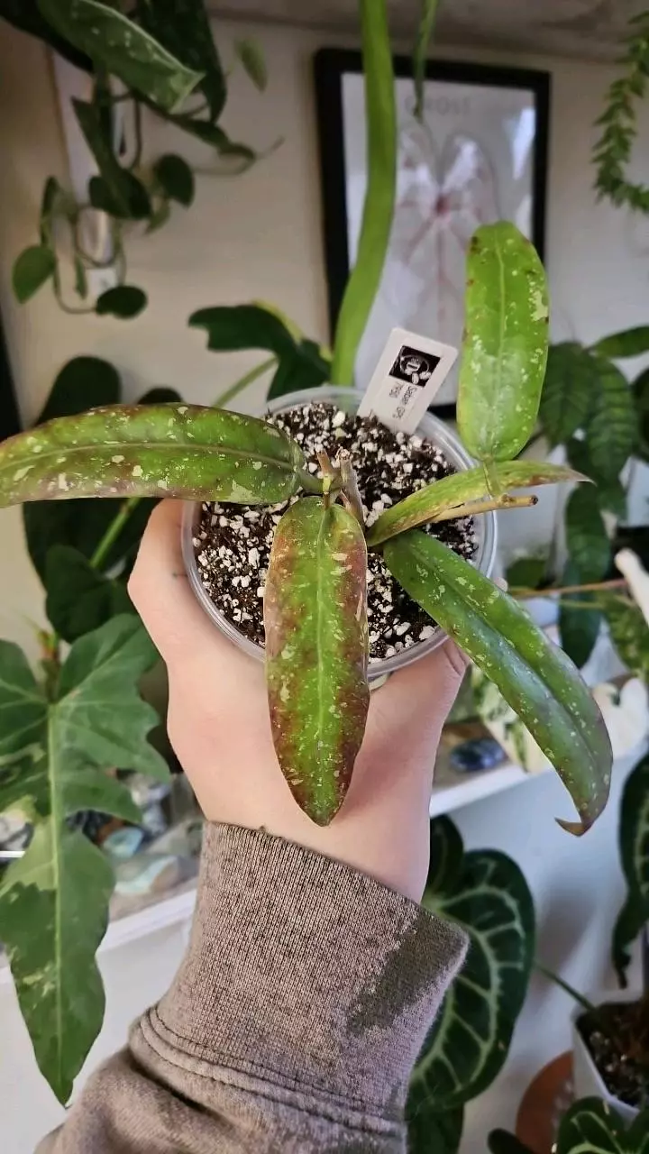 plant/sabah gps 7950-0