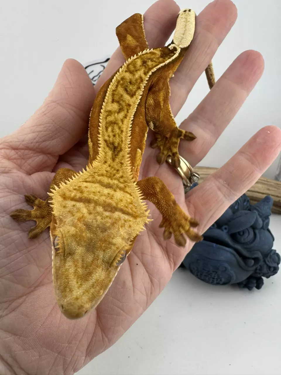 plant/Cabaret 36g Proven Female Kaiju Crested-0