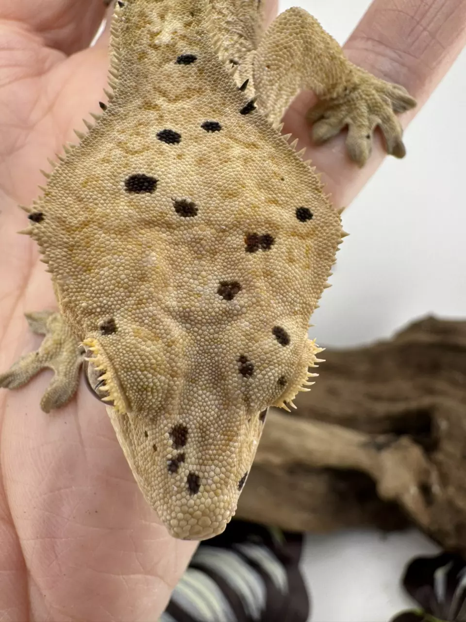 plant/Muse 25g Yellow Dalmatian from Miami Art Gecko-0