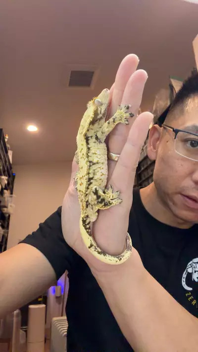 plant/38g male Hyperion x finch-0-thumbnail