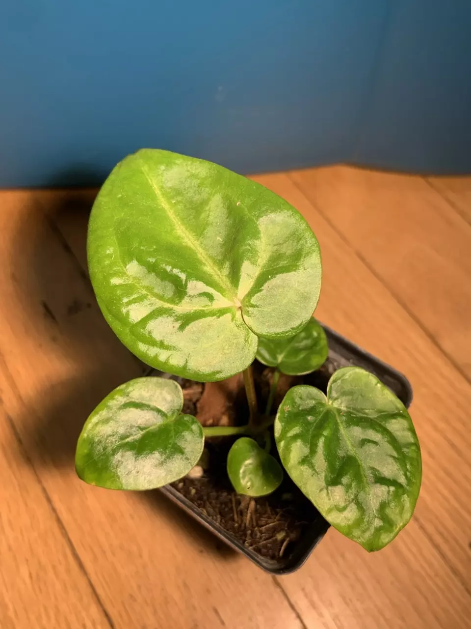 plant/Magnificum (self) #2-0