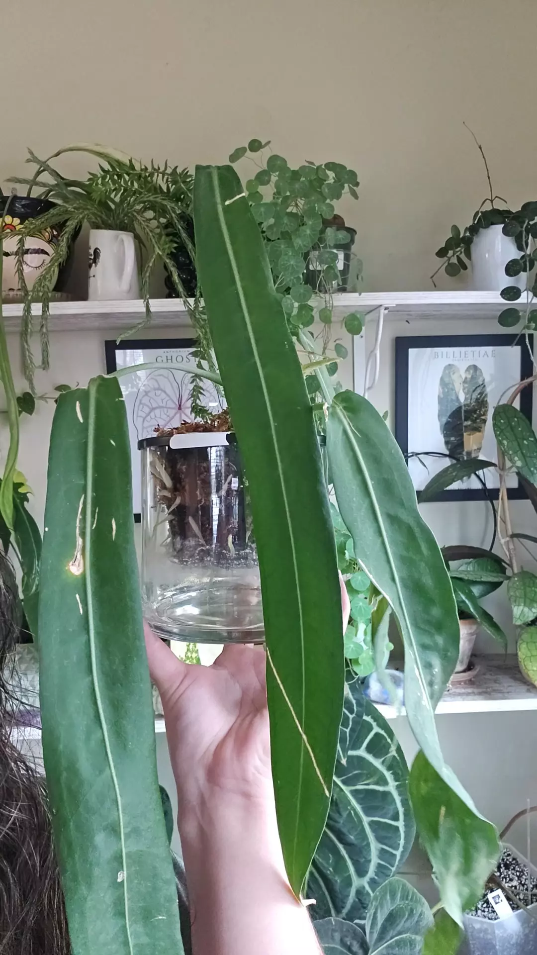 plant/pallidiflorum-0