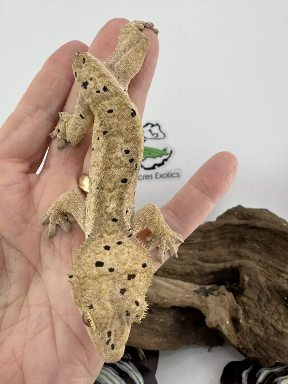 plant/Muse 25g Yellow Dalmatian from Miami Art Gecko-1