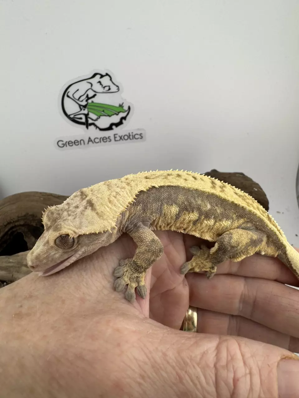 plant/GN-F1-3B 32g Female Soft Scale lavender pinstripe-2