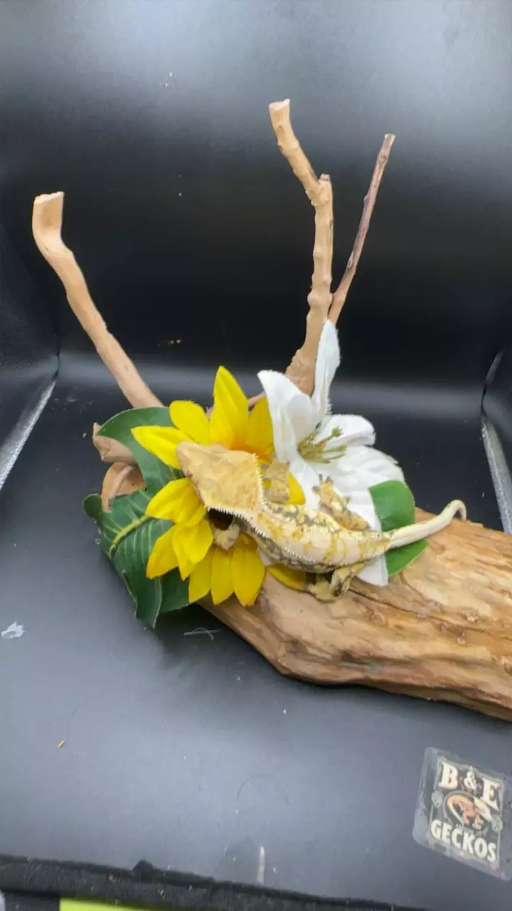 plant/Kds line lav female spots 32g 7/4/24-0