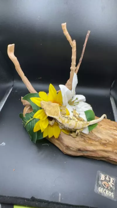 plant/Kds line lav female spots 32g 7/4/24-0-thumbnail