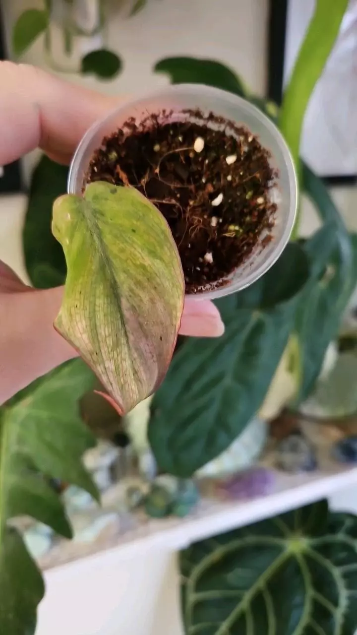 plant/mint micans lightly rooted-0