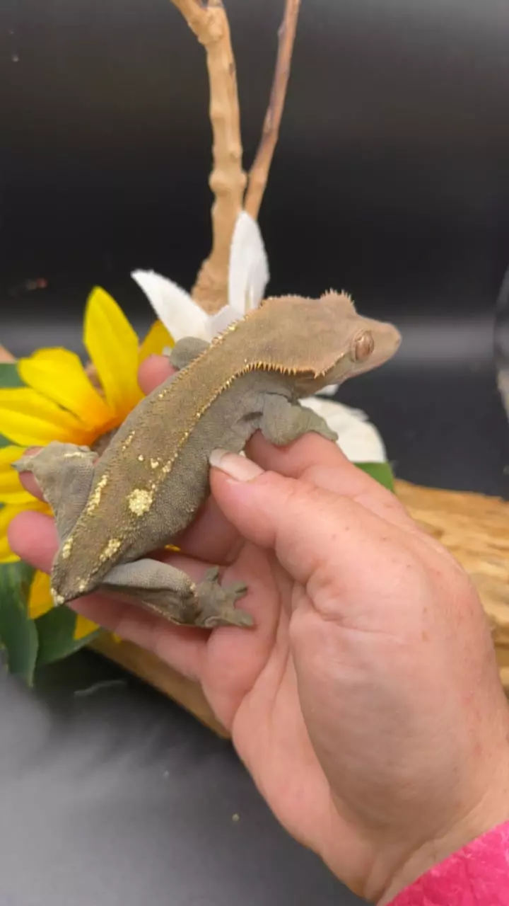 plant/Mocha proven female cap 42g-0